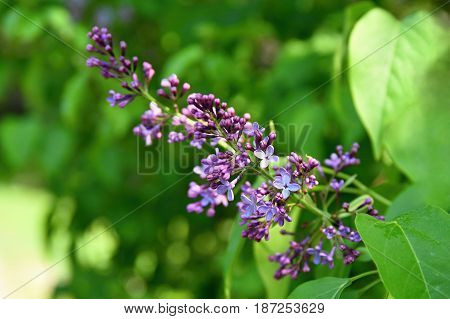 Beautiful Blooming Spring Shrub. Purple Lilac. (syringa) Blurred Natural Green Background.