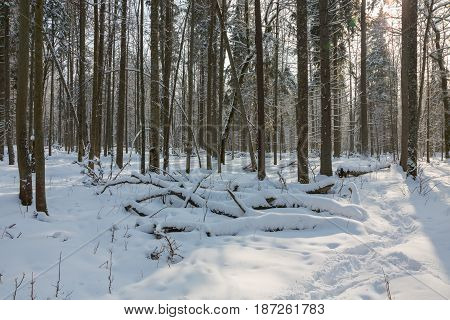 Snowfall after deciduous stand in morning with snow wrapped trees, Bialowieza Forest, Poland, Europe