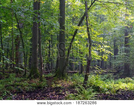Summertime morning in forest with old trees and rich vegetation, Bialowieza Forest, Pland, Europe