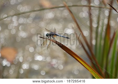 A male blue dasher dragonfly (Pachydiplax longipennis) alights upon  a reed over a small lake in Joliet, Illinois during August.