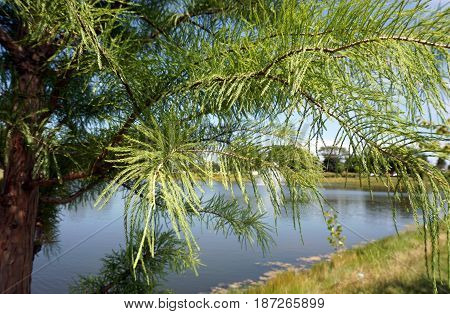 Branches and leaves of a Japanese cedar tree (Cryptomeria japonica) standing in Joliet, Illinois during August.