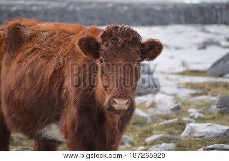 Beautiful shaggy brown cow standing on the Burren in Ireland.