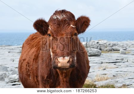 Cow standing on the Burren in County Clare Ireland.