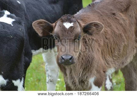 Really cute face of a brown calf in Ireland.