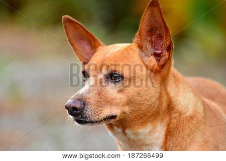 Close up face The Russian Toy Terrier dog It seems have Purpose and Unwavering Focus . Copy Space