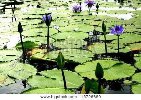 acqua liliy sul lago