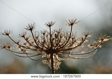 Dry flower head of wild carrot, daucus carota
