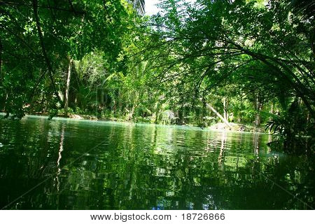 beautiful green reflection in rainforest