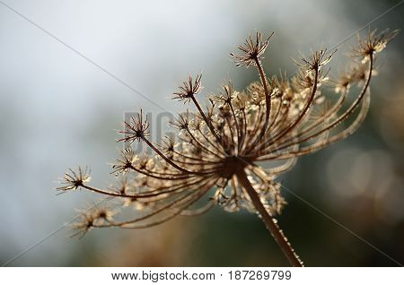 Dry flower head of wild carrot, daucus carota
