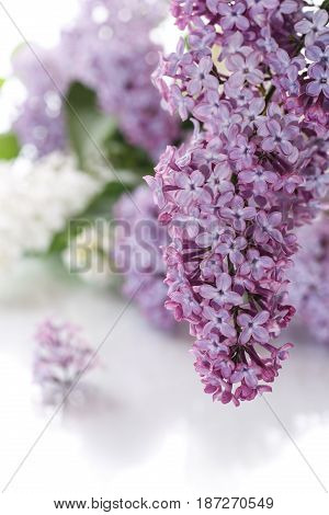 Bouquet of lilac on a white isolated background