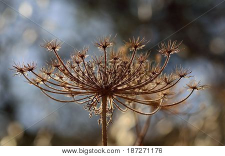 Dry flower head of wild carrot, daucus carota