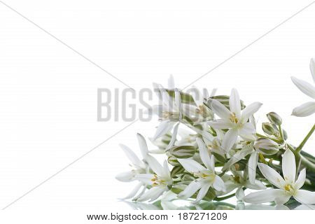 Ornithogalum umbellatum .Beautiful white flowers on a white background