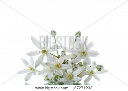 Ornithogalum umbellatum .Beautiful white flowers on a white background
