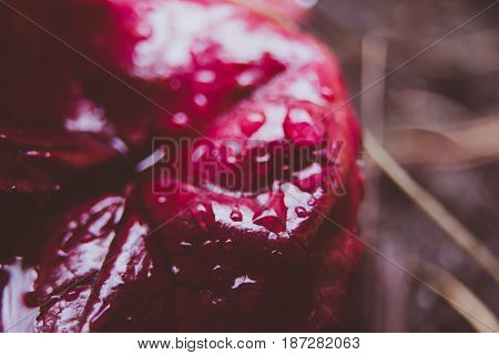 Plant flower with rounded leaves Burgundy purple green color begonia macro drops macro