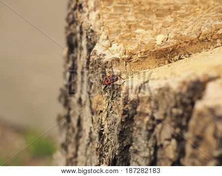 small red-and-black beetle on the stump of a sawn tree trunk