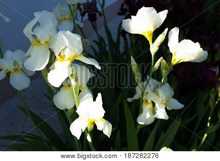 Close-up of a flower of bearded iris (Iris germanica). Flower bed of irises. Iridarius