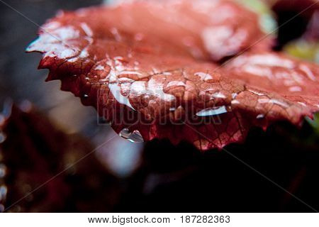 Plant flower with rounded leaves Burgundy purple green color begonia macro drops macro