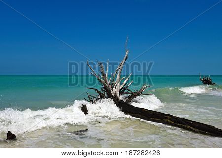 Beautiful Weathered Driftwood