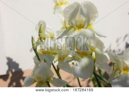 Close-up of a flower of bearded iris (Iris germanica). Flower bed of irises. Iridarius