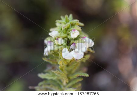 Macro photo of a Belardia flower (Bartsia trixago).