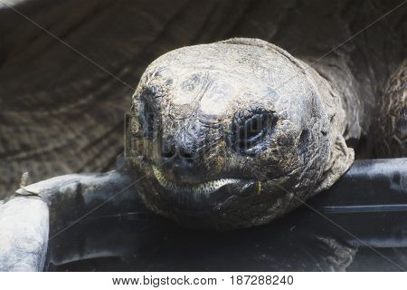 An Aldabra Tortoise Eating In A Zoo