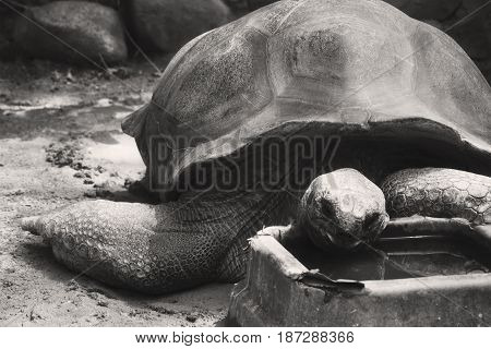 A Black And White Aldabra Tortoise Eating In A Zoo