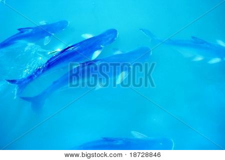 魚