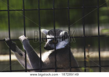 A lemur in a cage in a zoo