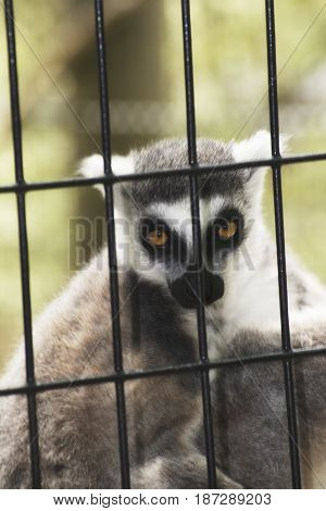 A lemur in a cage in a zoo