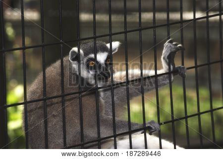 A lemur in a cage in a zoo