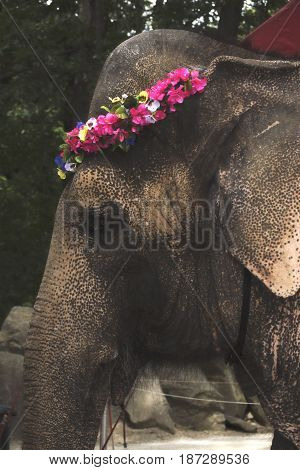 A photo of an elephant wearing a flower wreath in a zoo