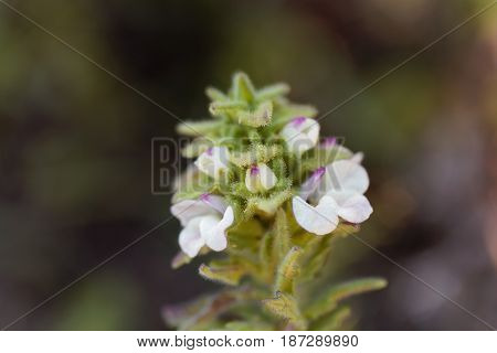 Macro photo of a Belardia flower (Bartsia trixago).