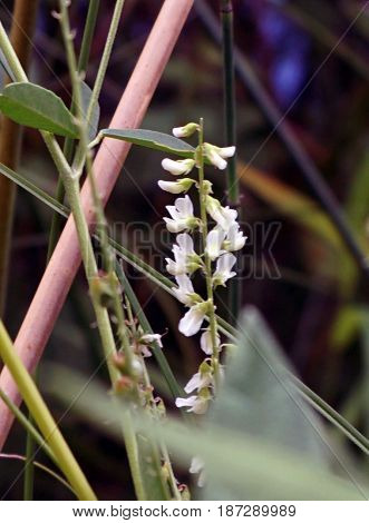 White sweet clover (Melilotus albus), also called Bokhara clover, honey clover, tree clover, and white melilot, blooms in Spring Lake Park, between Harbor Springs and Petoskey, Michigan, during August.