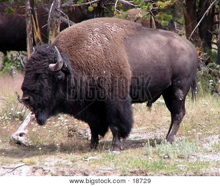 Big Bull