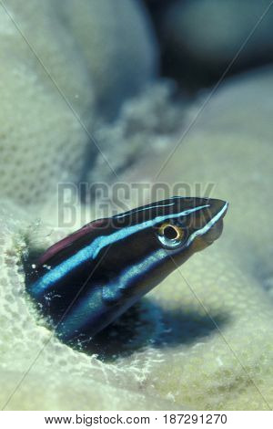 A saber Toothed Blenny hides in a hole in the coral reef at the Kwajalein Atoll