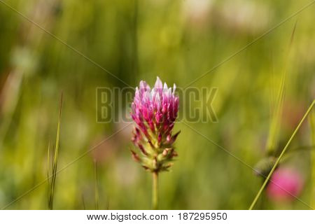 Flower of a narrowleaf crimson clover (Trifolium angustifolium)