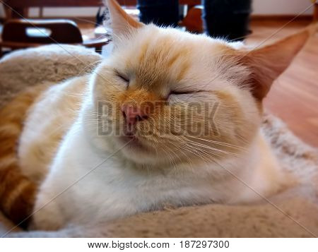 Lazy Sleepy Cat taking a Cat Nap in the Afternoon