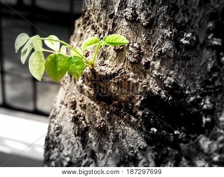 New Leaves Sprouting on an Old Tree