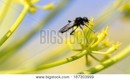 Black insect on a yellow flower in nature. macro
