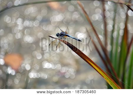 A male blue dasher dragonfly (Pachydiplax longipennis) alights upon  a reed over a small lake in Joliet, Illinois during August.