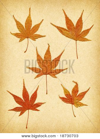 Extra large  automn leaves grunge old paper series  XXL