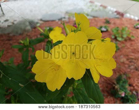 yellow flowers in flower bed with mulch