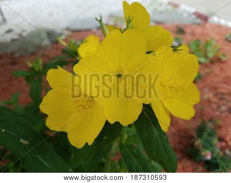 yellow flowers in flower bed with mulch