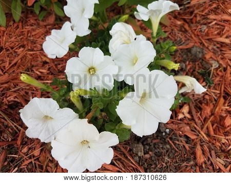 white flowers in flower bed with mulch
