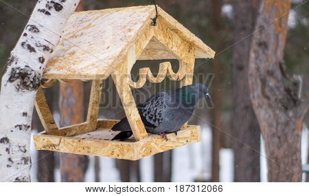 Bird feeder hanging on a tree. Pigeon in the feeder.