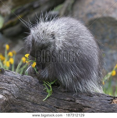 Porcupine