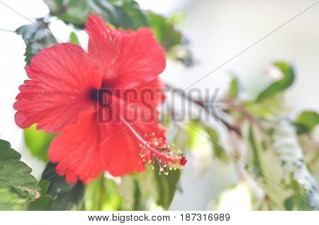 shoe flower , Chinese rose or Hibiscus