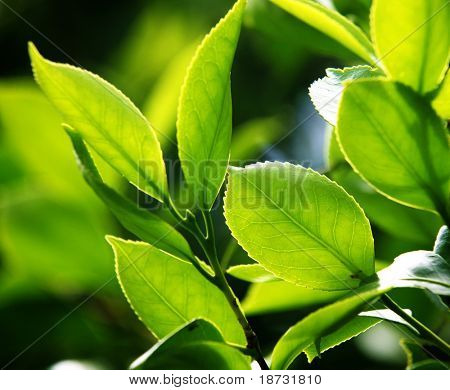 Foglie fresche