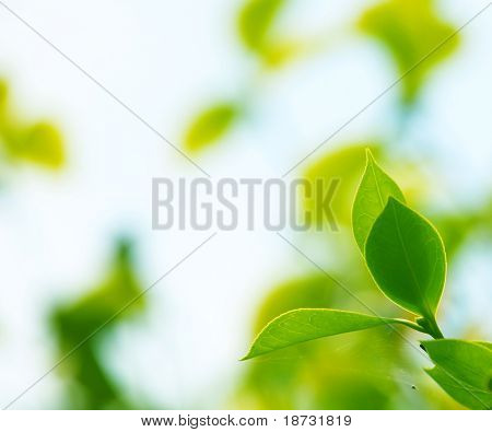 soft focus di foglie fresche