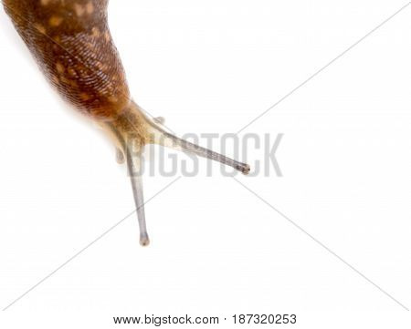 Slug snail isolated on white background. macro